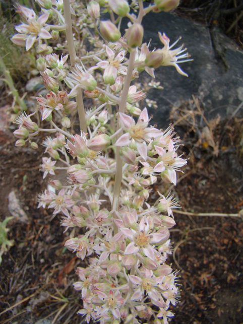 Image of Rosularia paniculata specimen.