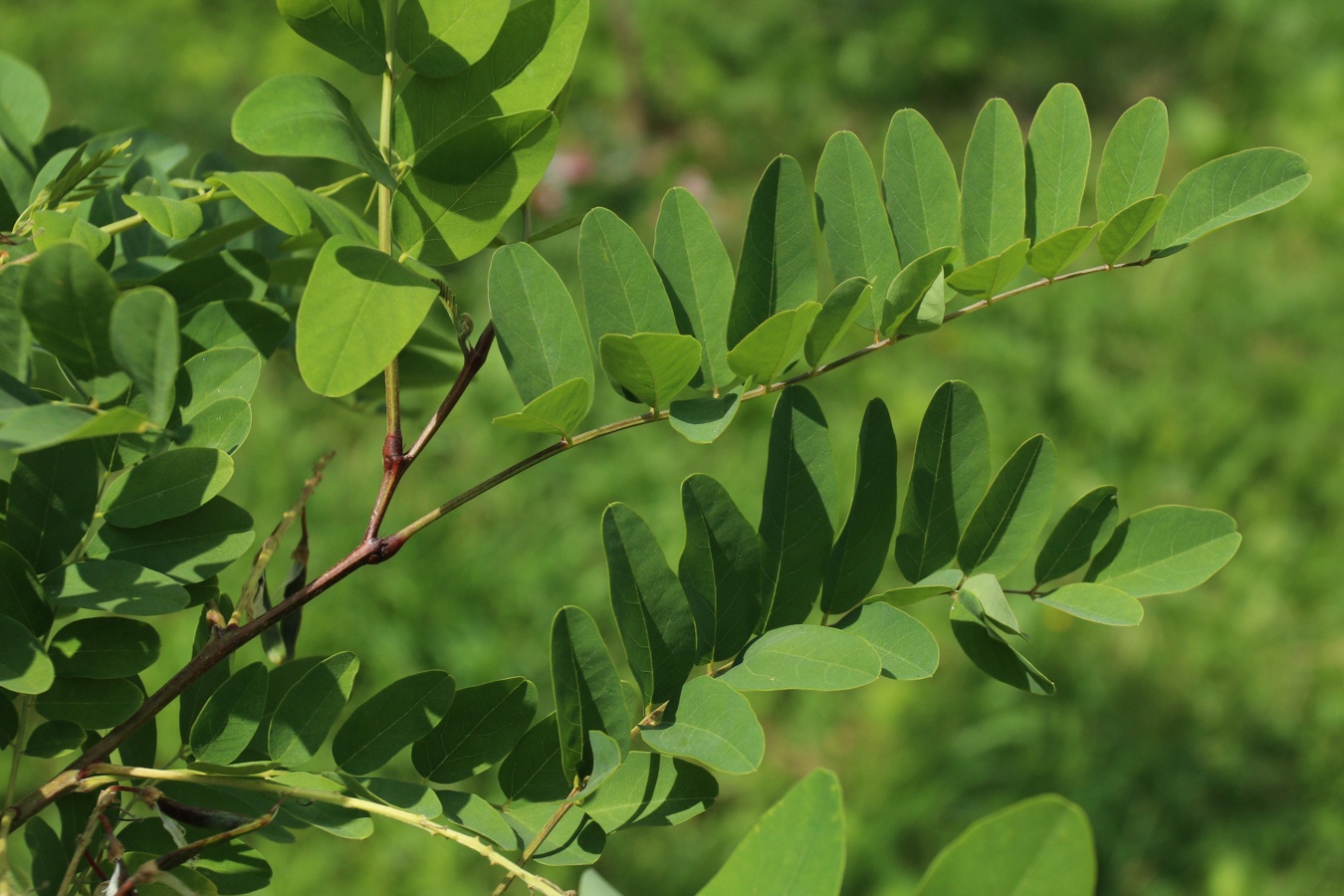 Изображение особи род Robinia.