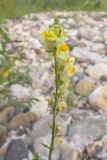 Linaria vulgaris. Верхушка побега с соцветием. Краснодарский край, Крымский р-н, окр. станицы Неберджаевская, р. Неберджай, на отмели. 06.07.2024.