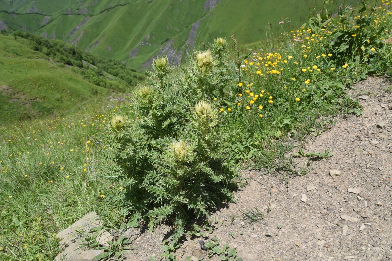 Изображение особи Cirsium obvallatum.