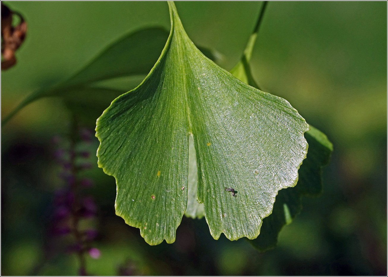 Изображение особи Ginkgo biloba.