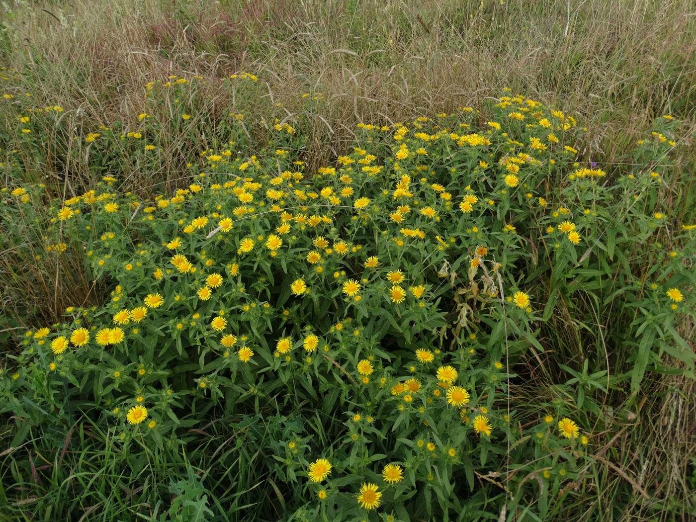 Image of Inula britannica specimen.