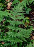 Dryopteris carthusiana