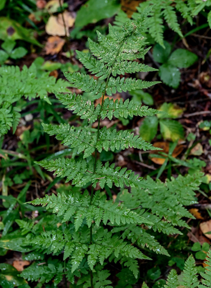Изображение особи Dryopteris carthusiana.