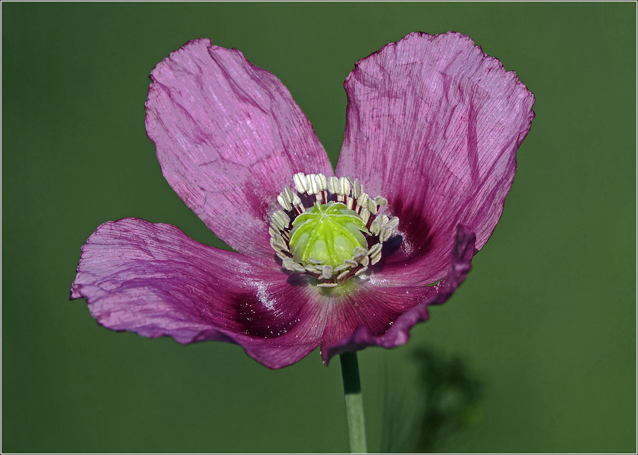 Image of Papaver somniferum specimen.