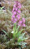 Anacamptis papilionacea subspecies schirwanica. Цветущее растение. Израиль, г. Кармиэль, городской парк. 13.02.2011.