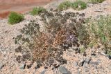 Acanthophyllum pungens