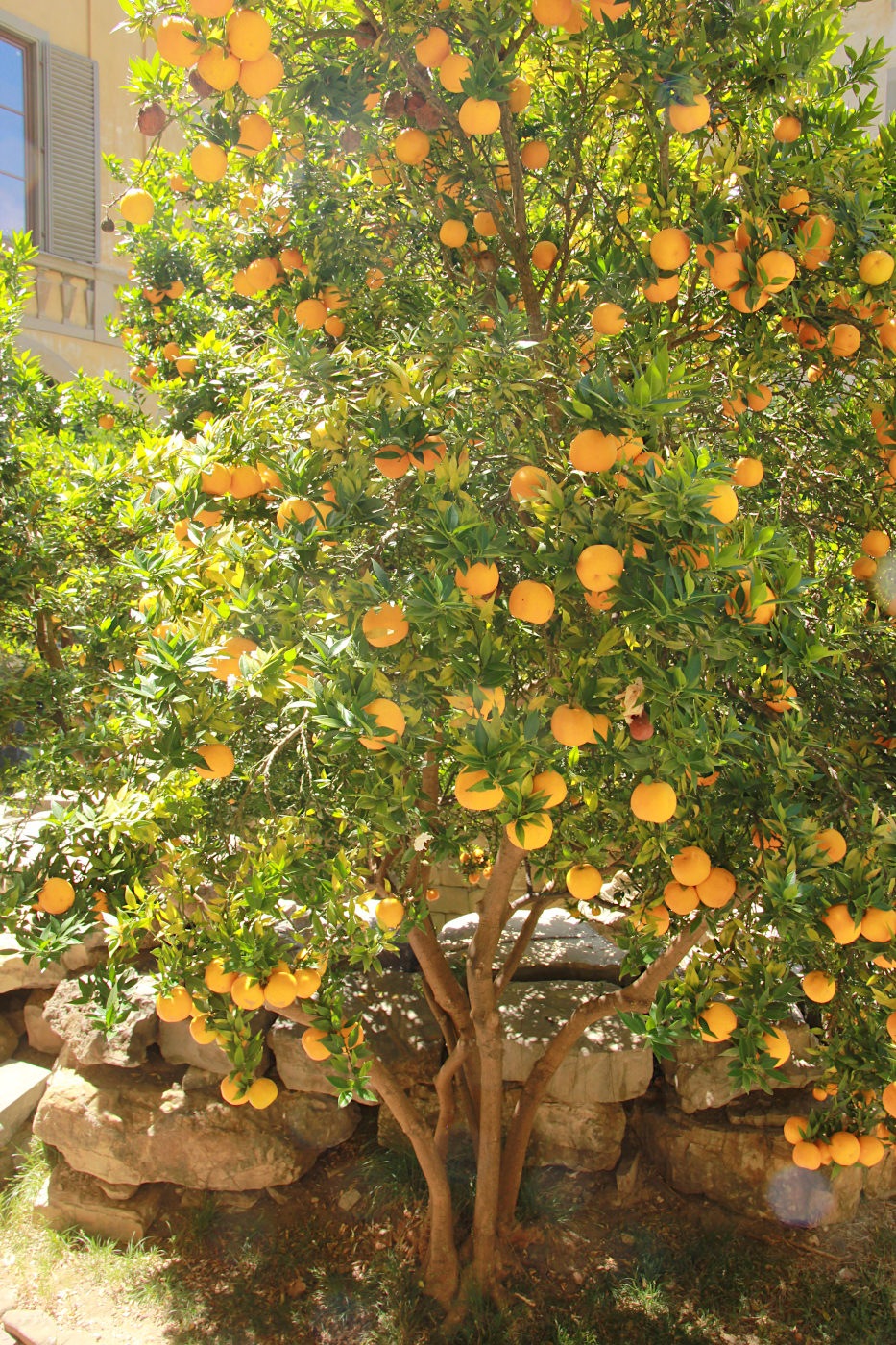 Изображение особи Citrus myrtifolia.
