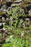 Senecio vulgaris