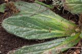 Ajuga orientalis. Лист прикорневой розетки. Краснодарский край, Крымский р-н, окр. станицы Неберджаевская, пушистодубово-грабинниковое редколесье на задернованном скальном обнажении из новороссийского флиша. 02.04.2025.