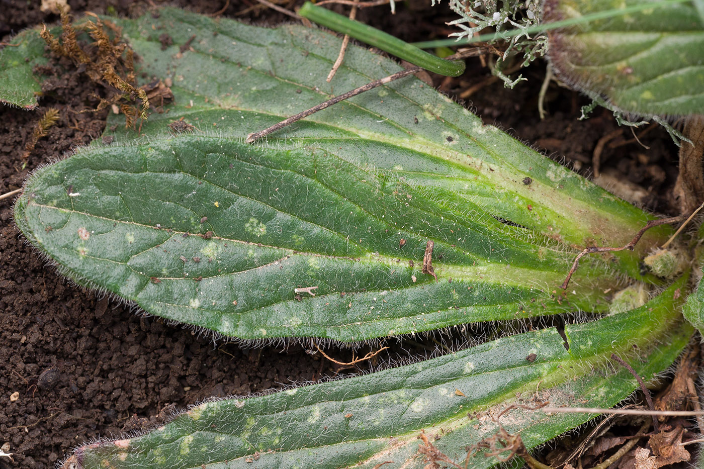 Изображение особи Ajuga orientalis.