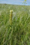 Pedicularis sibirica. Доцветающее и плодоносящее растение с остатками венчиков. Оренбургская обл., Беляевский р-н, Донской сельсовет, степной склон. 28 мая 2024 г.