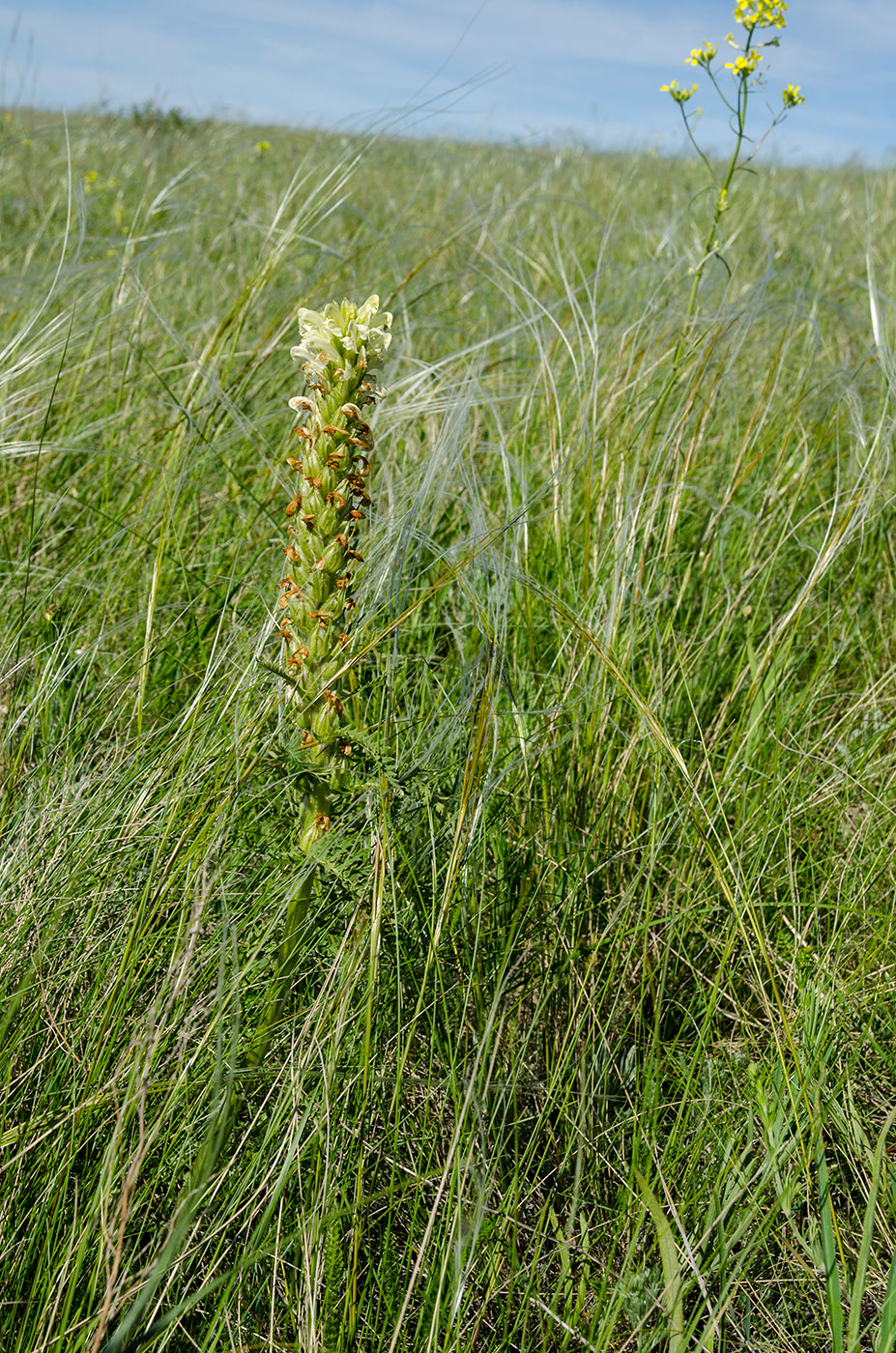 Image of Pedicularis sibirica specimen.