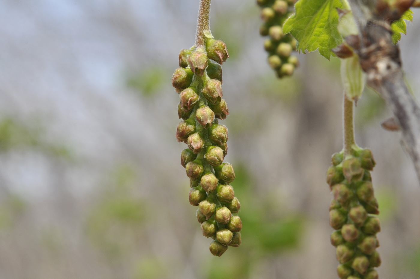 Изображение особи Ribes mandshuricum.