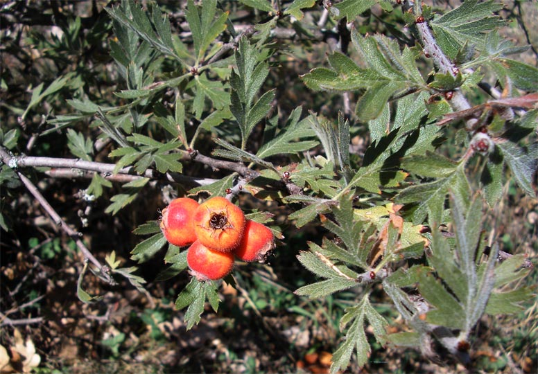 Image of Crataegus orientalis specimen.