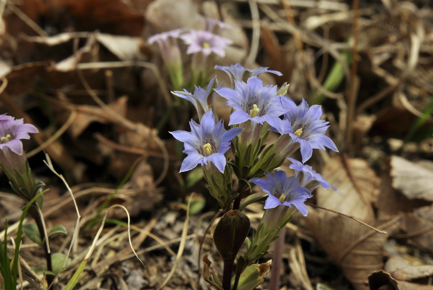 Image of Gentiana zollingeri specimen.