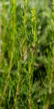 Artemisia salsoloides. Верхушка побега с развивающимся соцветием. Оренбургская обл., Саракташский р-н, Жёлтинский сельсовет, окр. Кандуровского карьера, зарастающий склон карьера. 29 мая 2024 г.