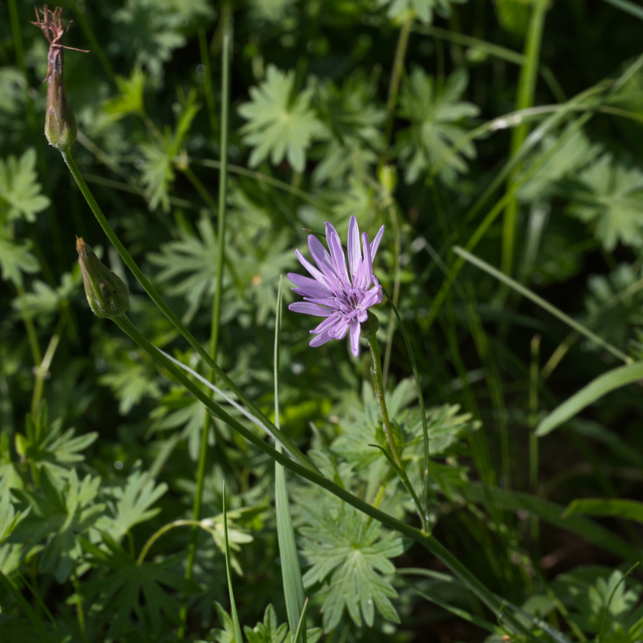 Image of Scorzonera purpurea specimen.