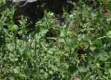 Zygophyllum fabago