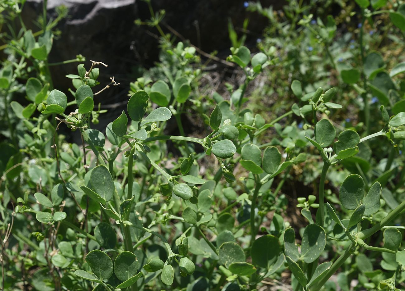 Image of Zygophyllum fabago specimen.