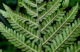 Dryopteris filix-mas