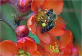 Chaenomeles japonica. Цветок с фуражирующей пчелой. Московская обл., Раменский р-н, окр. дер. Хрипань, садовый участок. 18.05.2025.