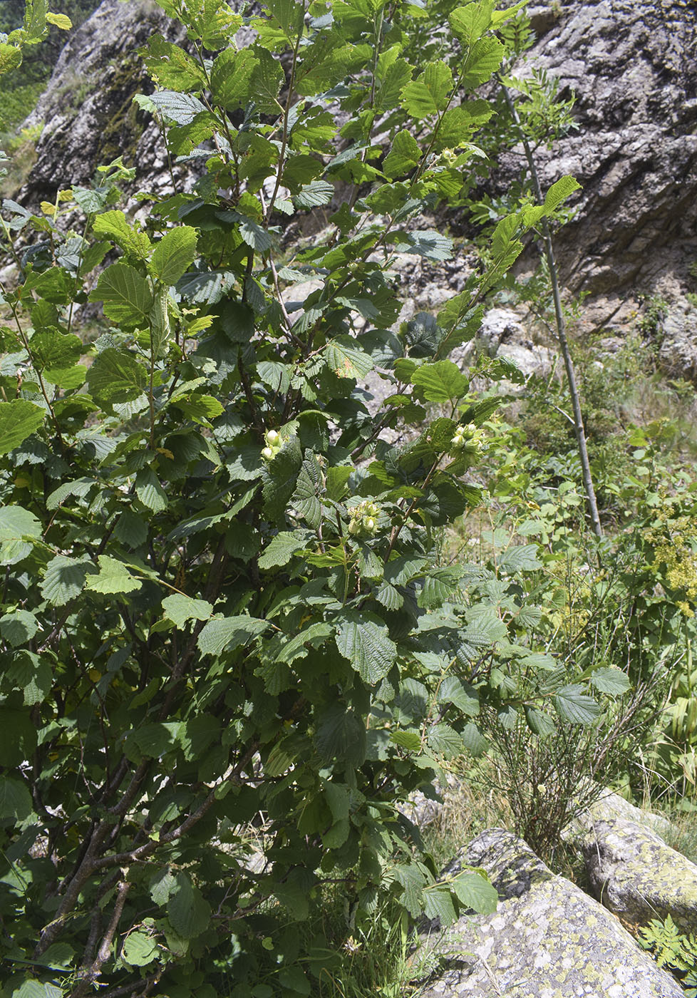 Image of Corylus avellana specimen.