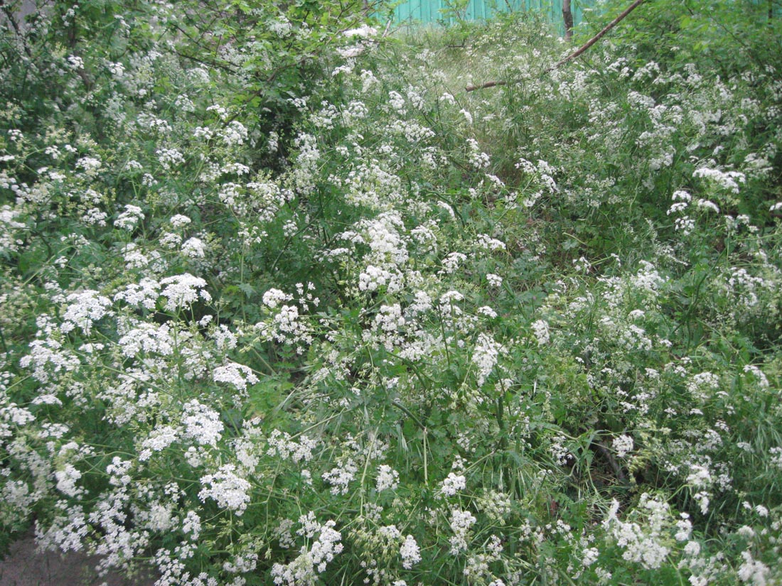 Изображение особи Anthriscus sylvestris.