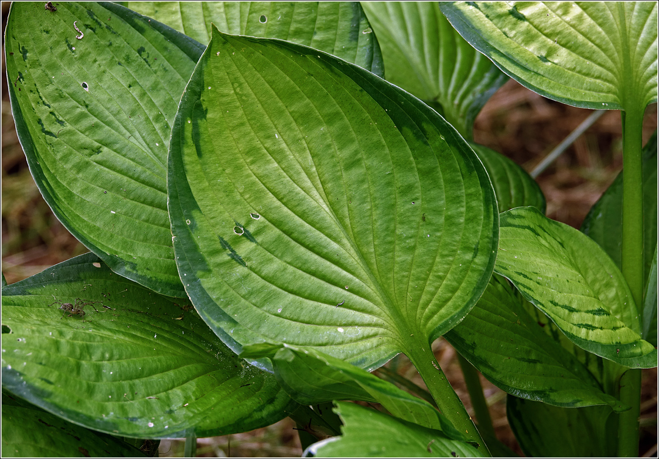 Image of Hosta fortunei specimen.