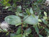 Clematis integrifolia