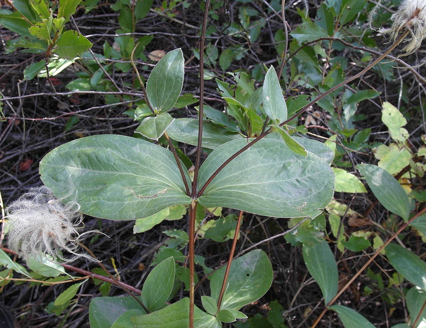 Изображение особи Clematis integrifolia.