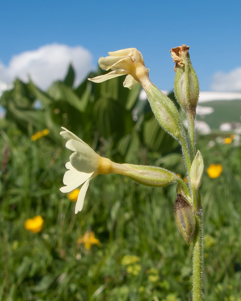Изображение особи Primula ruprechtii.