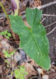 Arum concinnatum. Лист. Турция, пров. Мугла, р-н Фетхие, о. Гемиле, лужайка рядом с развалинами византийских храмов. 08.05.2025.