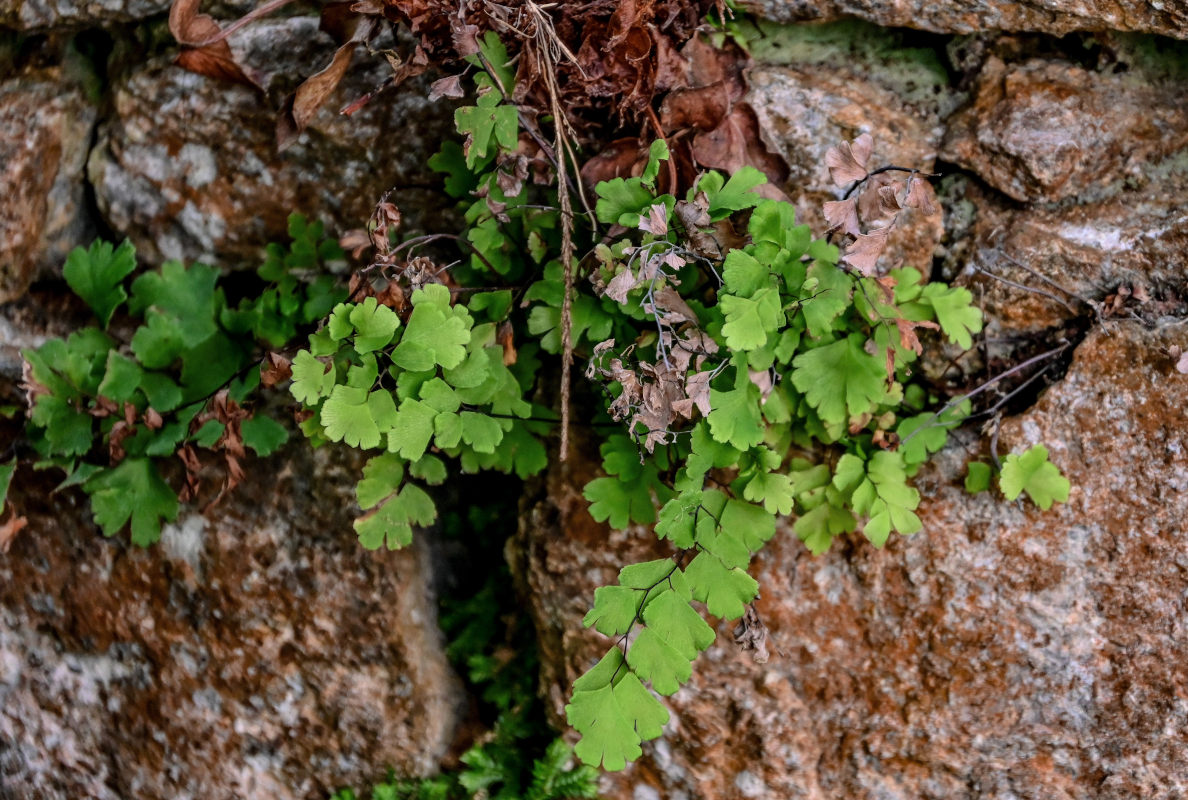 Изображение особи Adiantum capillus-veneris.
