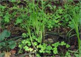 Carex pilosa. Растения с молодыми побегами в сообществе с Oxalis acetosella и Asarum europaeum. Московская обл., Раменский р-н, окр. ж.-д. платформы Хрипань, смешанный лес. 21.05.2025.