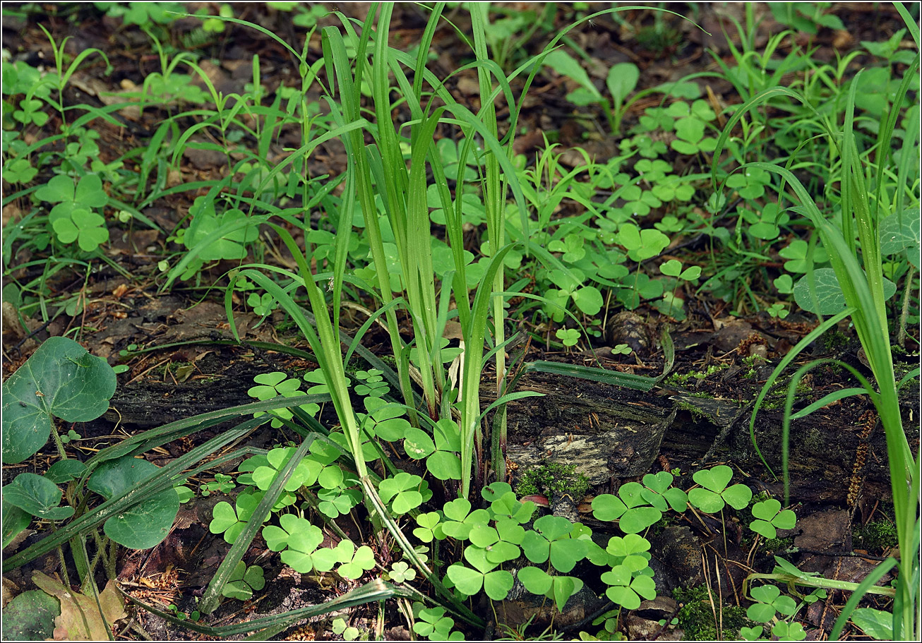 Image of Carex pilosa specimen.