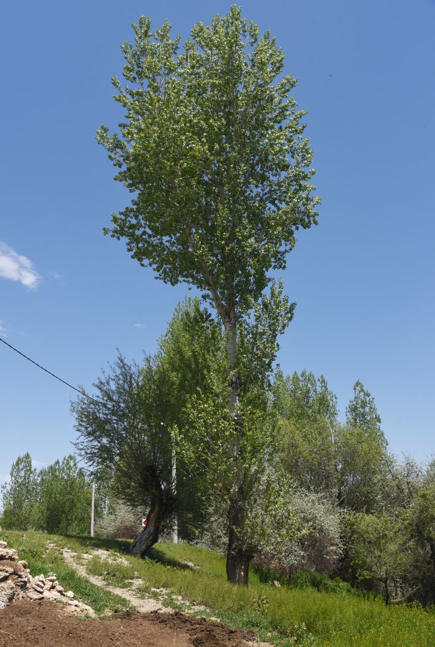 Изображение особи род Populus.