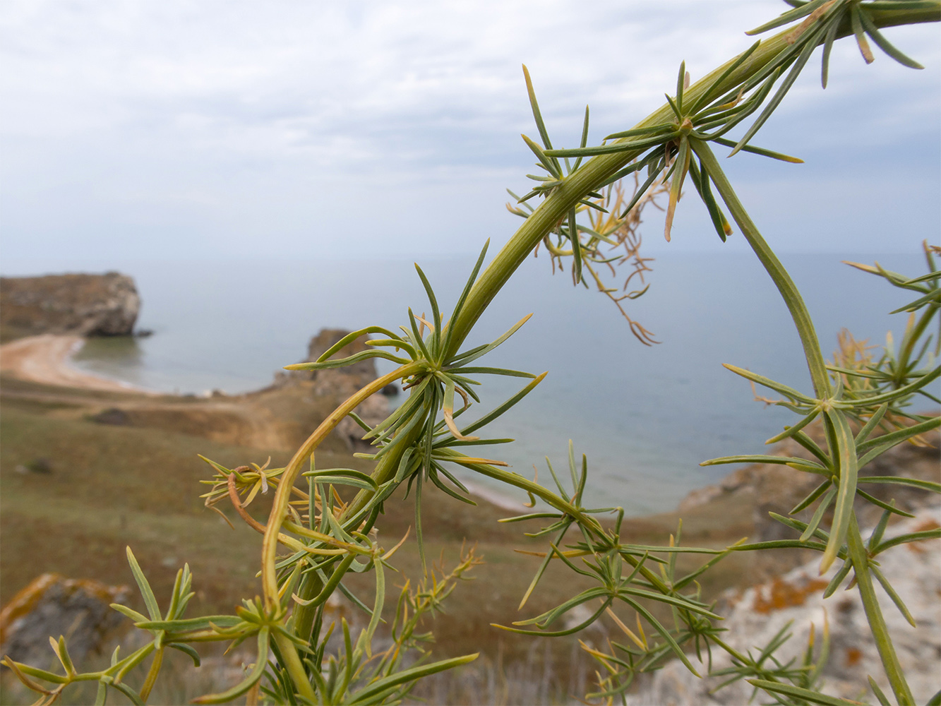 Изображение особи род Asparagus.