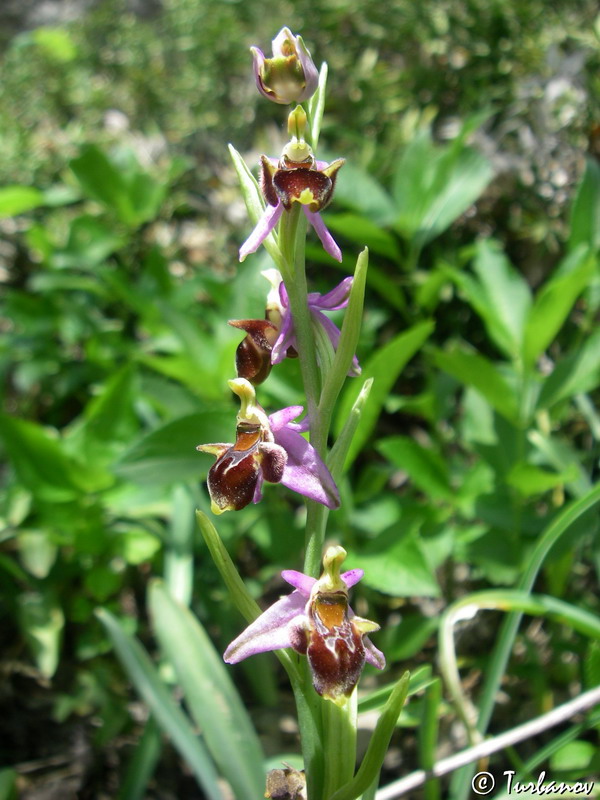 Изображение особи Ophrys oestrifera.