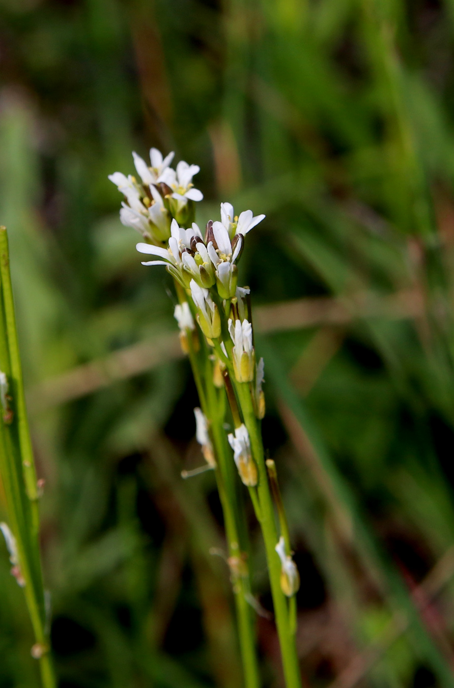 Изображение особи Arabis sagittata.