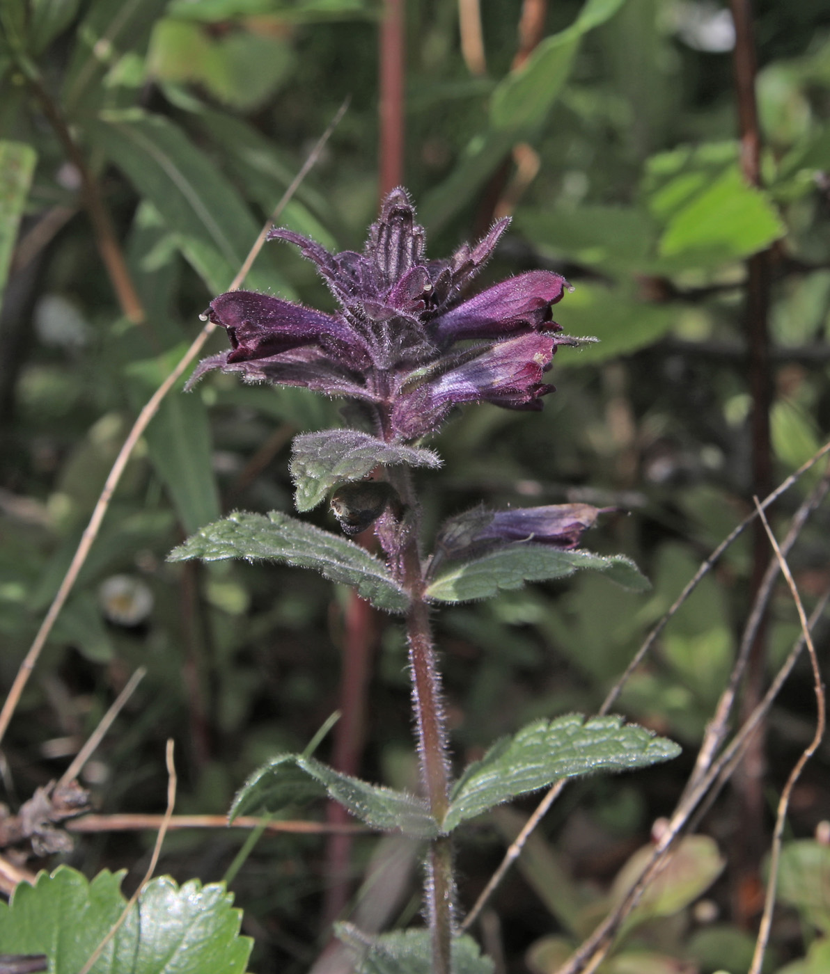 Image of Bartsia alpina specimen.