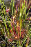 Drosera anglica. Листья. Карелия, восточный берег оз. Топозеро, низинное болото вблизи песчаного пляжа. 30.07.2025.