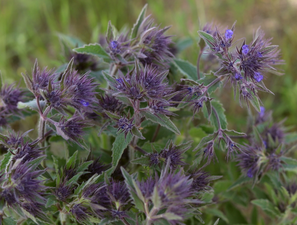 Изображение особи Nepeta kopetdaghensis.