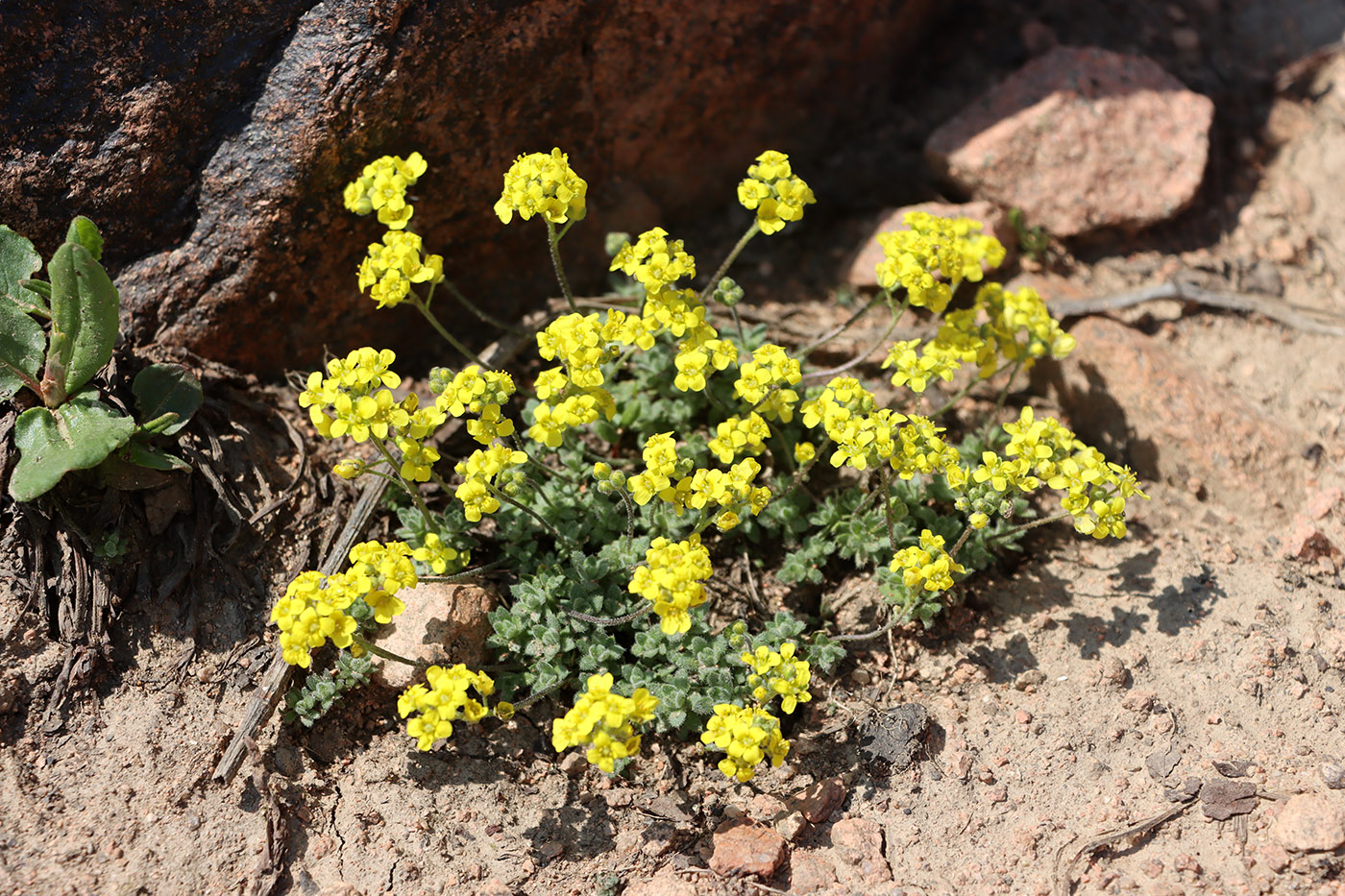 Изображение особи Draba alberti.