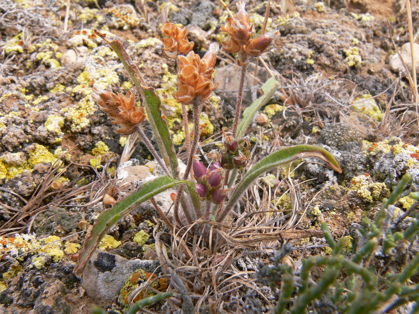 Image of Plantago lessingii specimen.