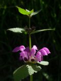 Lamium maculatum. Верхушка стебля с цветками и бутонами. Киев, Святошинский лес. 24 апреля 2008 г.