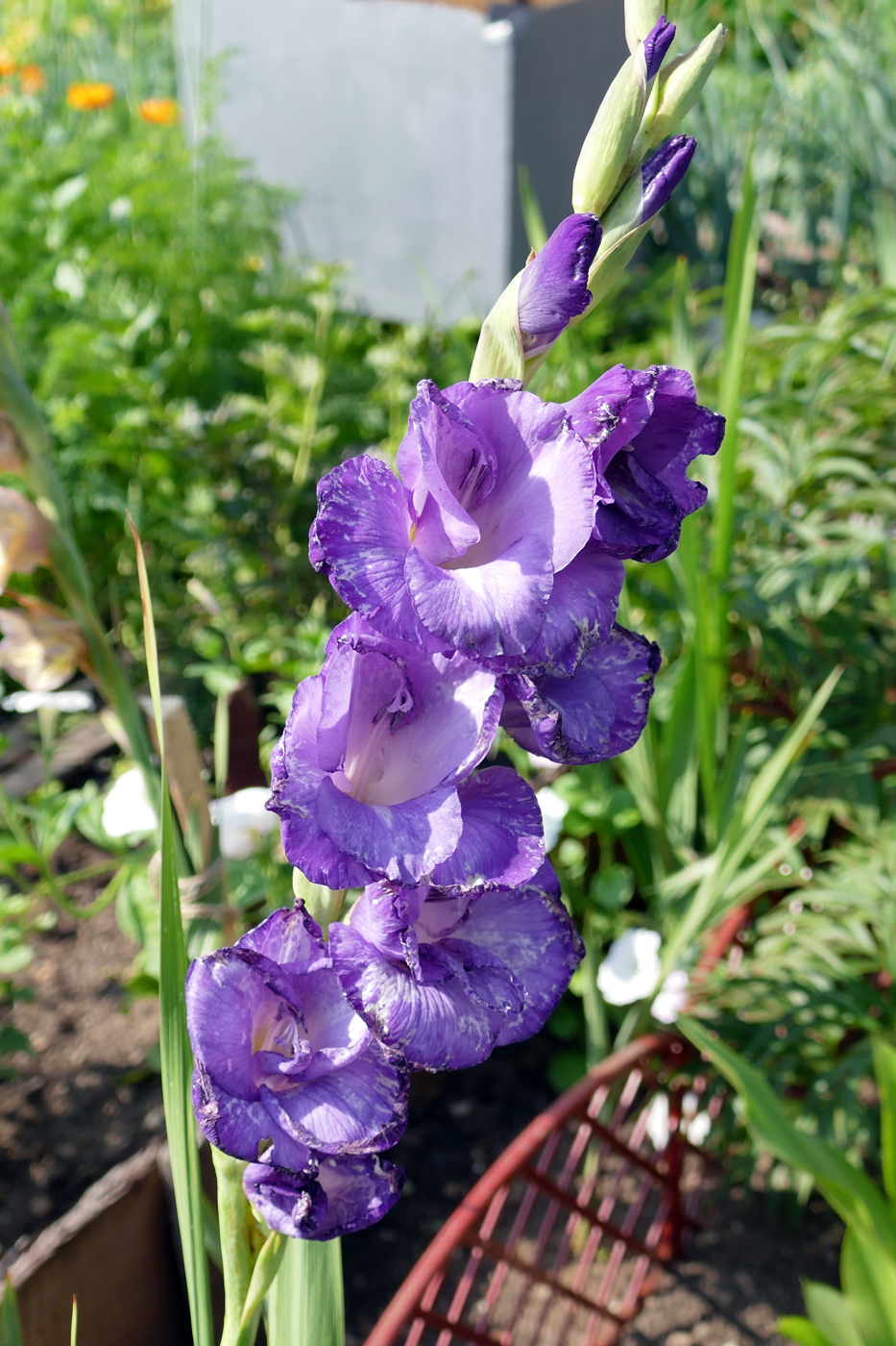 Изображение особи Gladiolus &times; gandavensis.