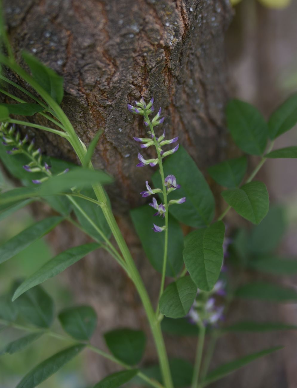 Изображение особи Glycyrrhiza glabra.