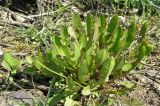 Taraxacum dahlstedtii. Растение на пустыре. Север Кубани, станица Шкуринская. 25.04.2011.