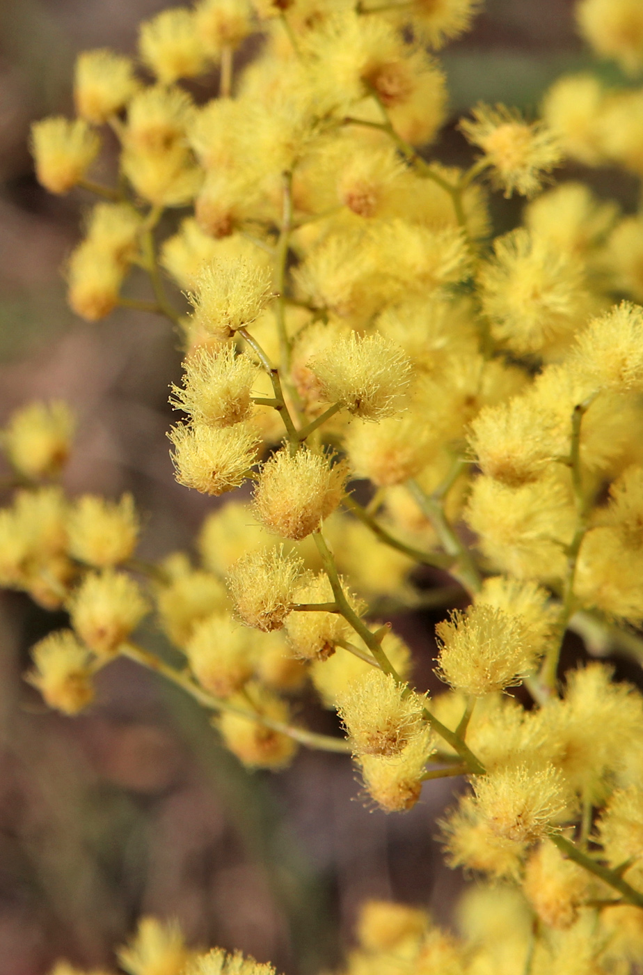 Image of Acacia dealbata specimen.